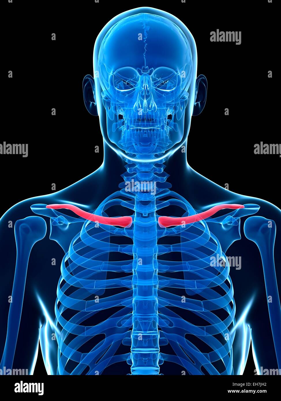Collar bone hi-res stock photography and images - Alamy