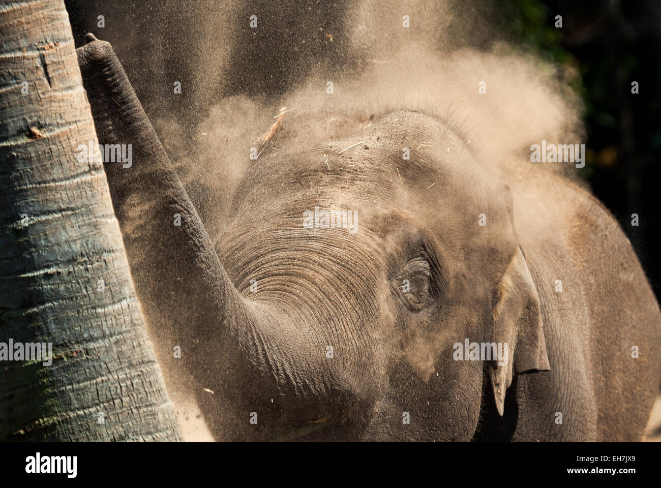 elephant having a dust bath Stock Photo