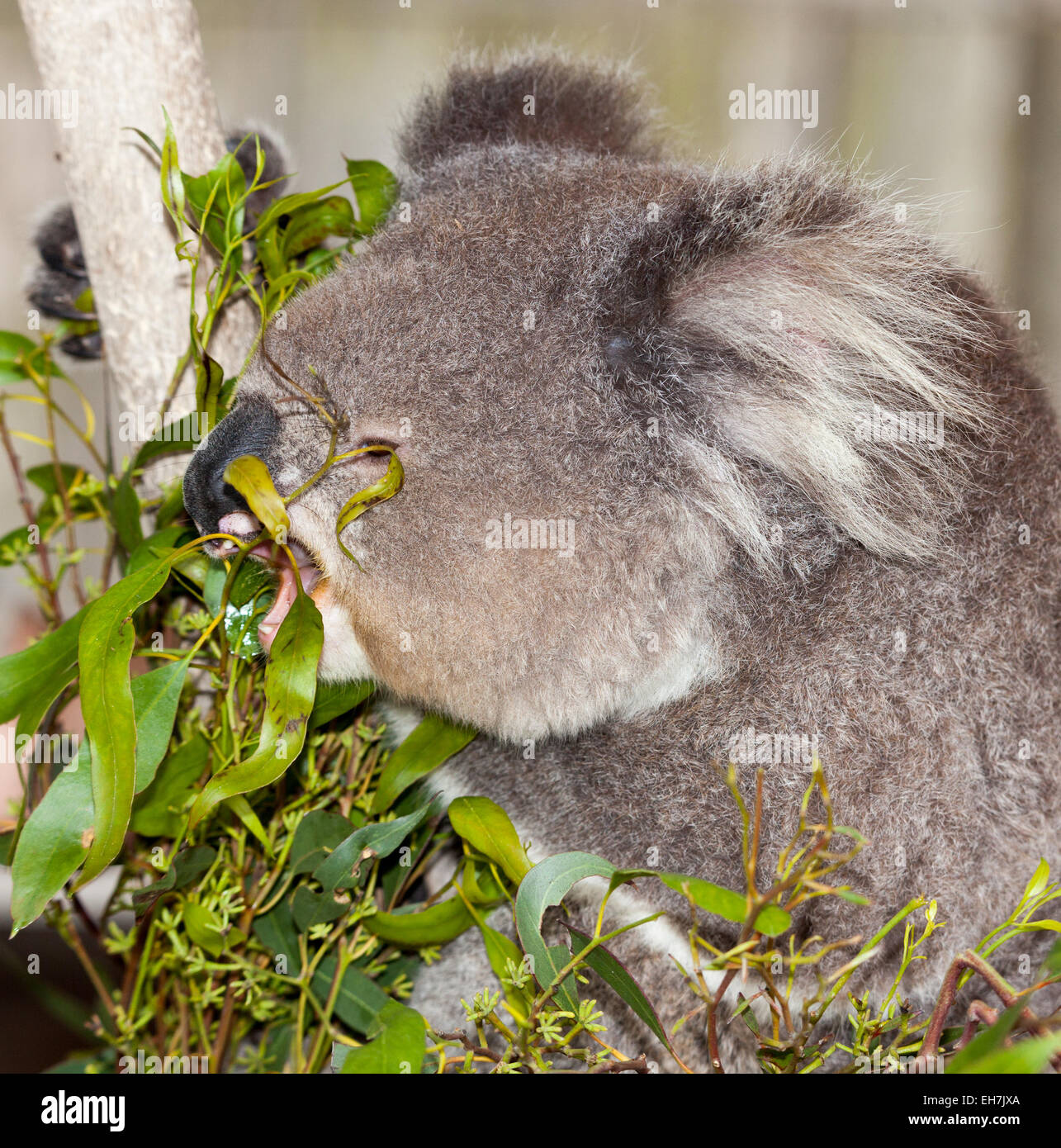 Eats eucalyptus leaves hires stock photography and images Alamy