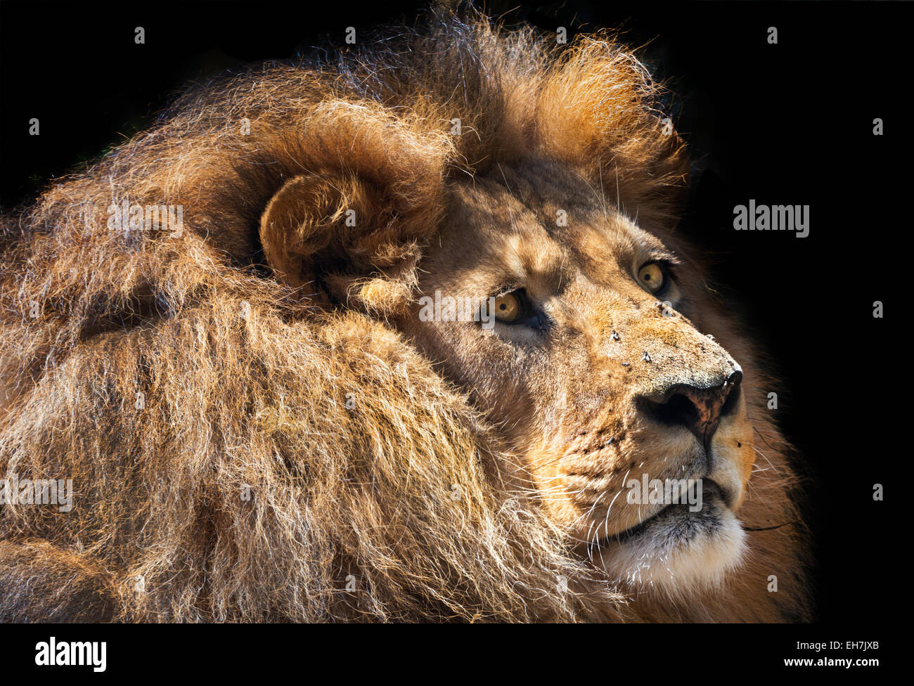 a moody lion thinking Stock Photo
