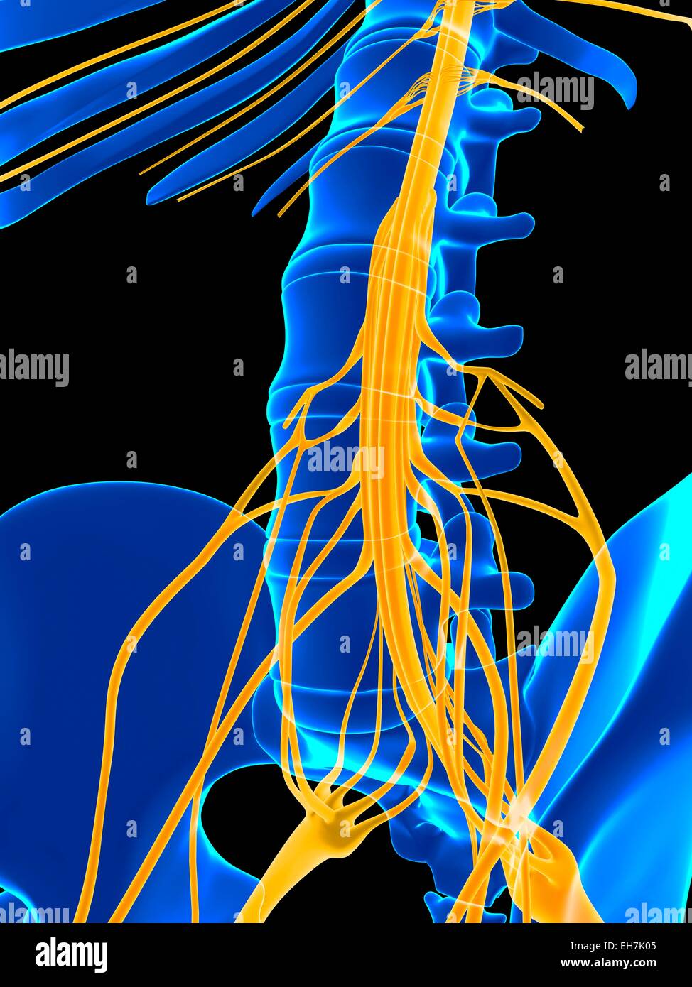 Spinal cord vertebra vertebrae hi-res stock photography and images - Alamy