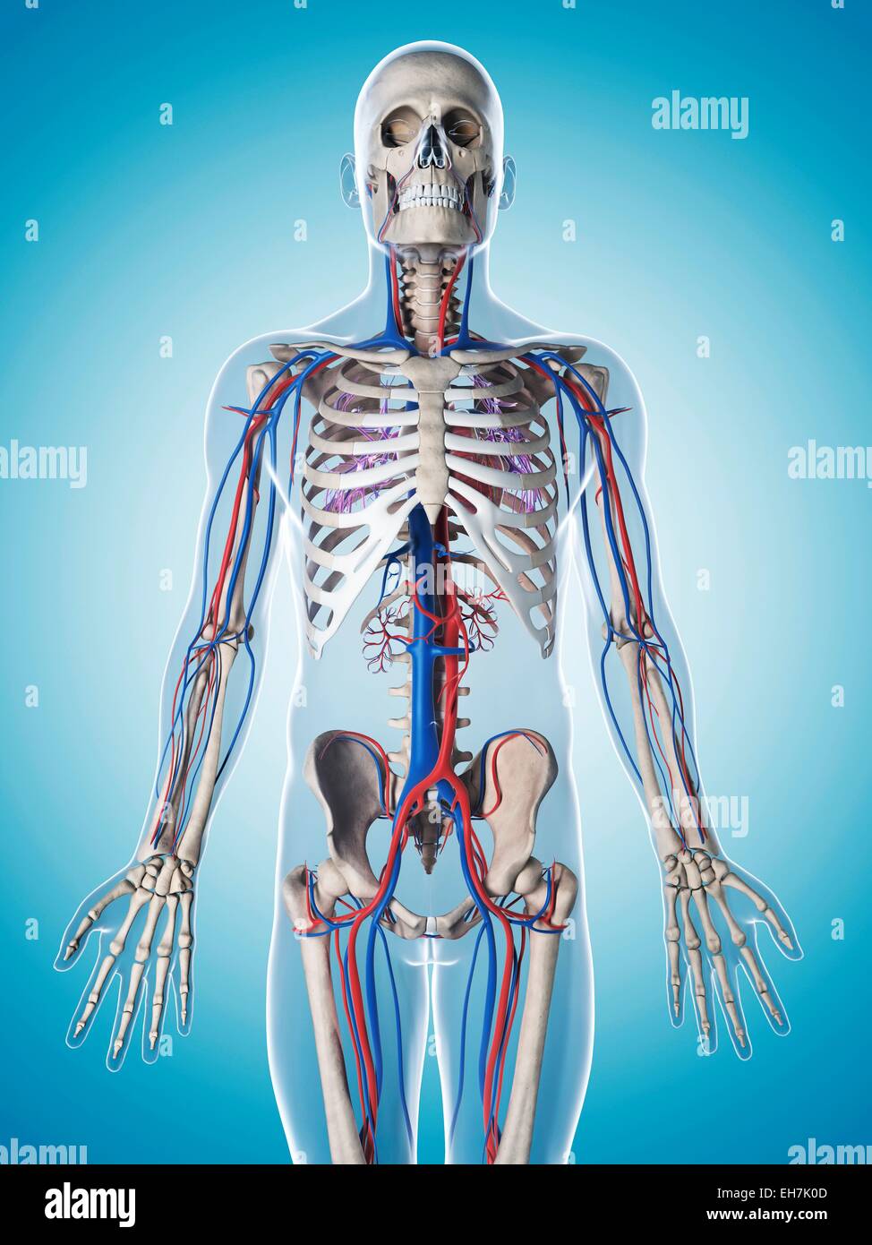 Human vascular system, illustration Stock Photo - Alamy