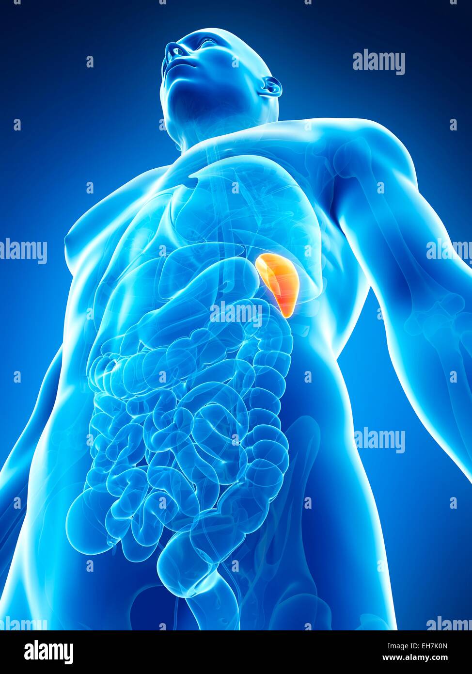 Human spleen, illustration Stock Photo - Alamy