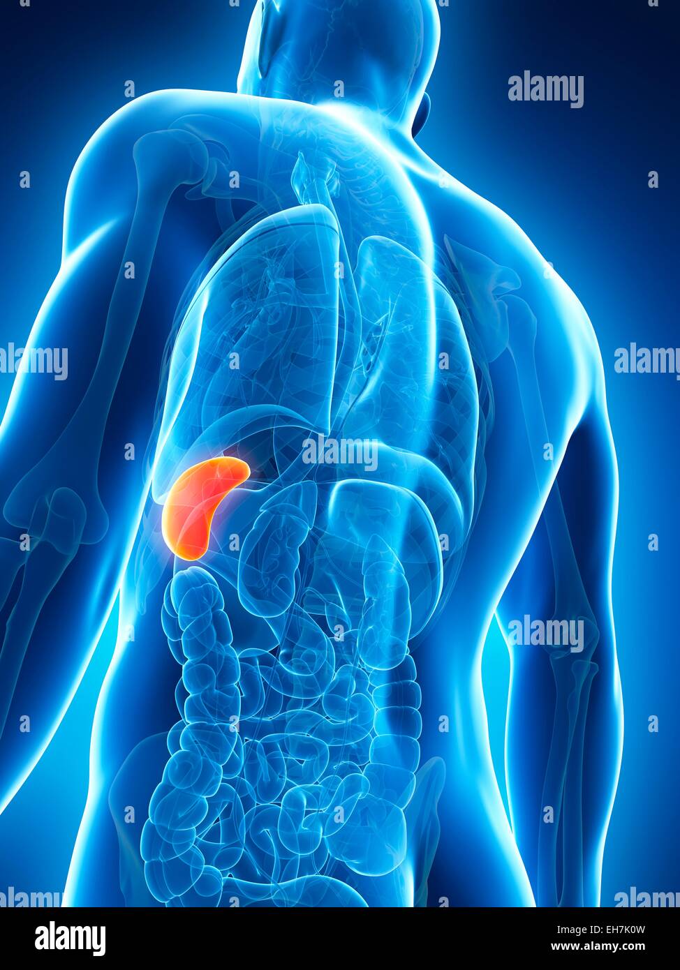 Human spleen, illustration Stock Photo - Alamy
