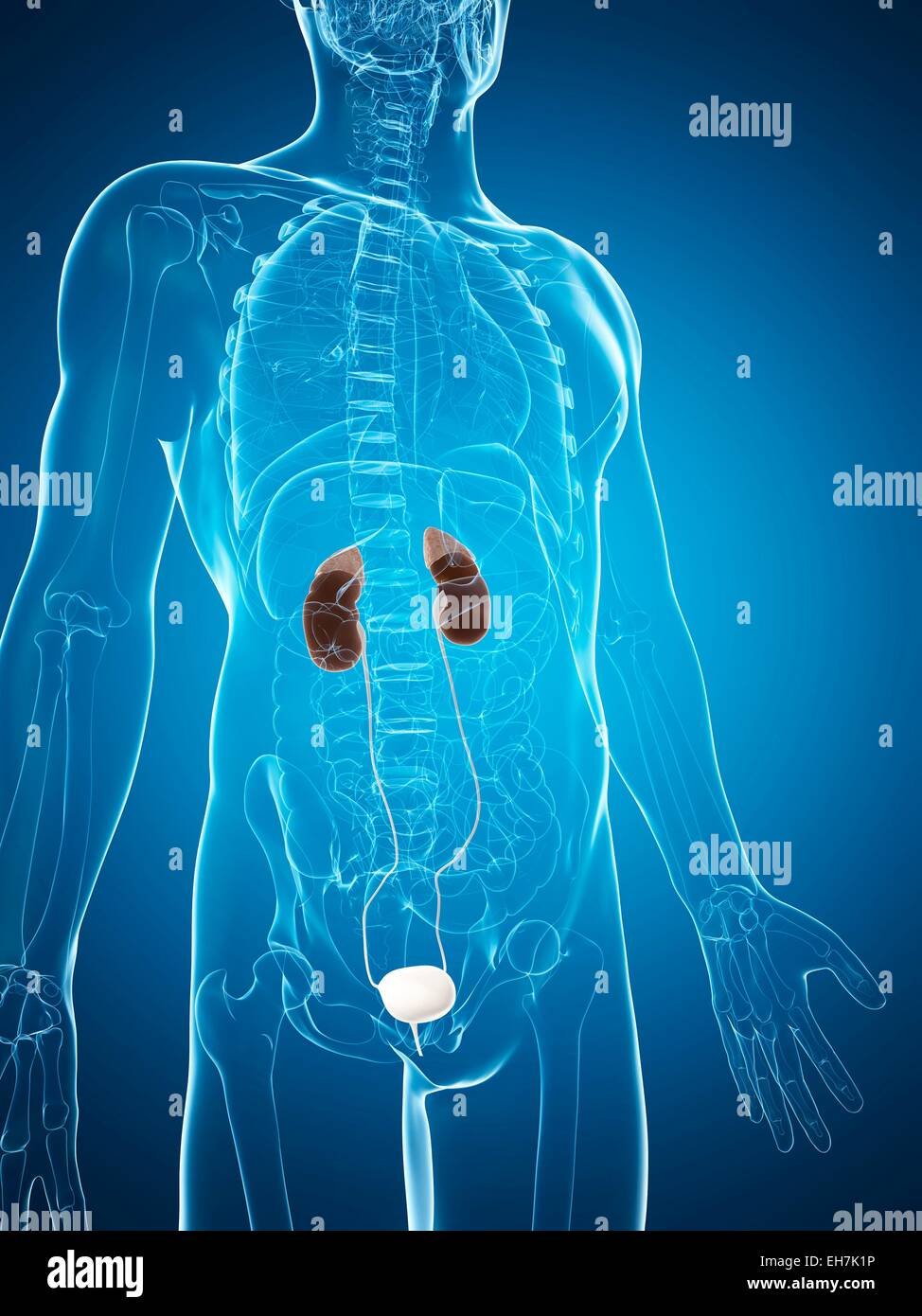 Human urinary system, illustration Stock Photo - Alamy
