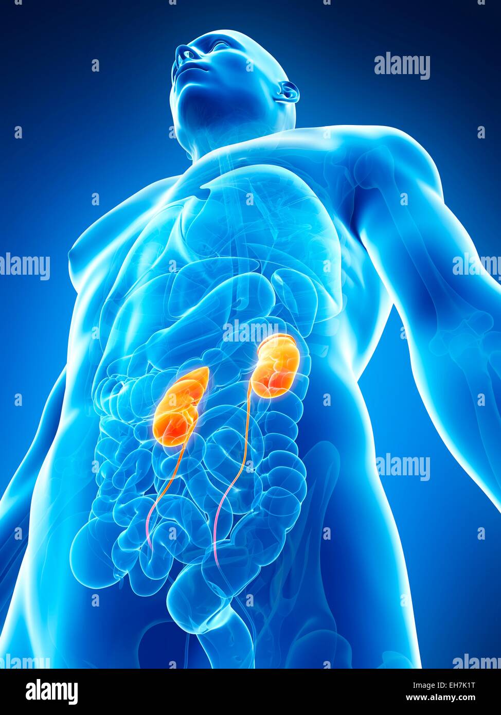 Human urinary system, illustration Stock Photo - Alamy
