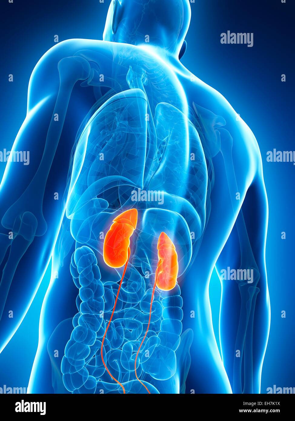 Human urinary system, illustration Stock Photo - Alamy