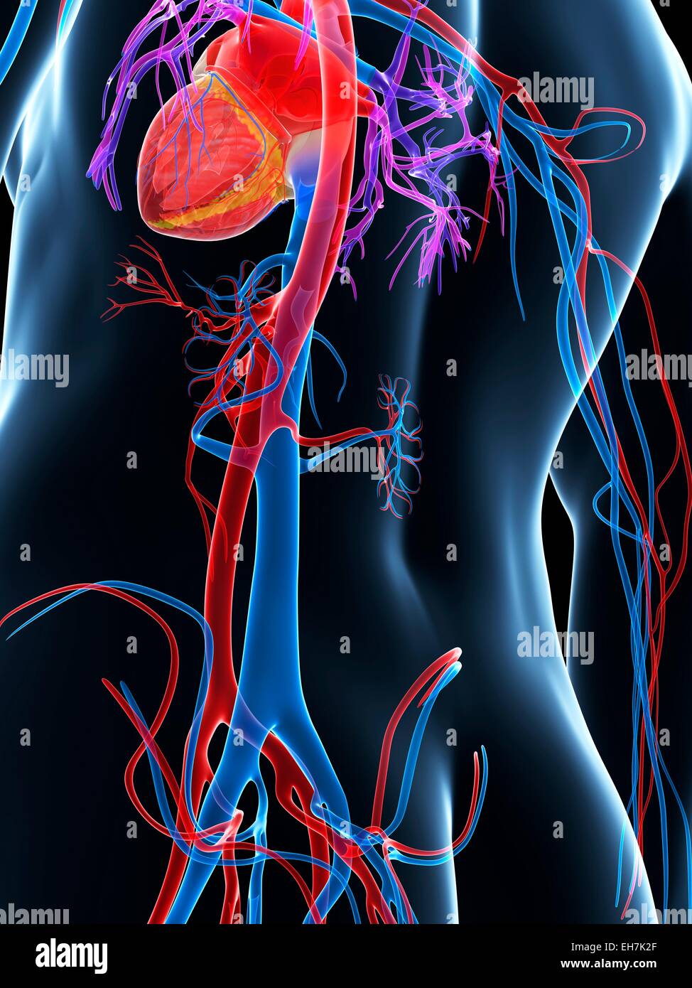 Human cardiovascular system, illustration Stock Photo - Alamy