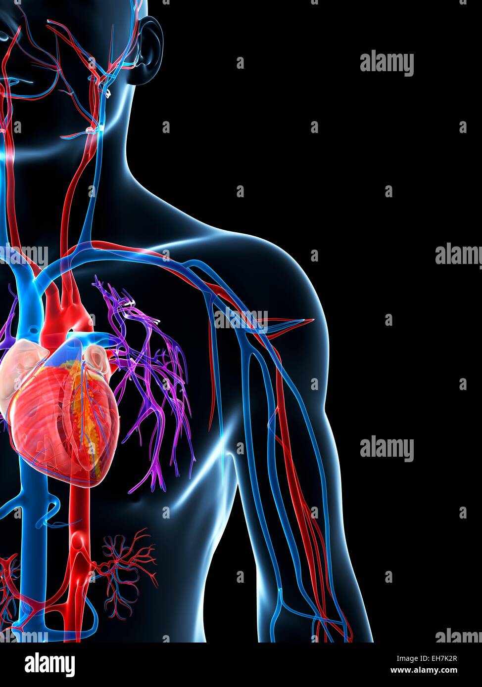 Human cardiovascular system, illustration Stock Photo - Alamy