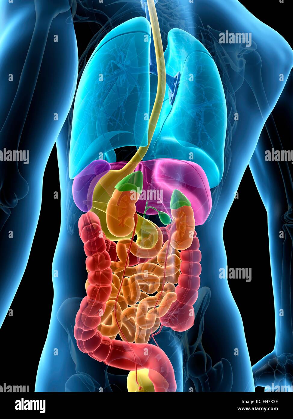 Human anatomy, illustration Stock Photo Biology Diagrams