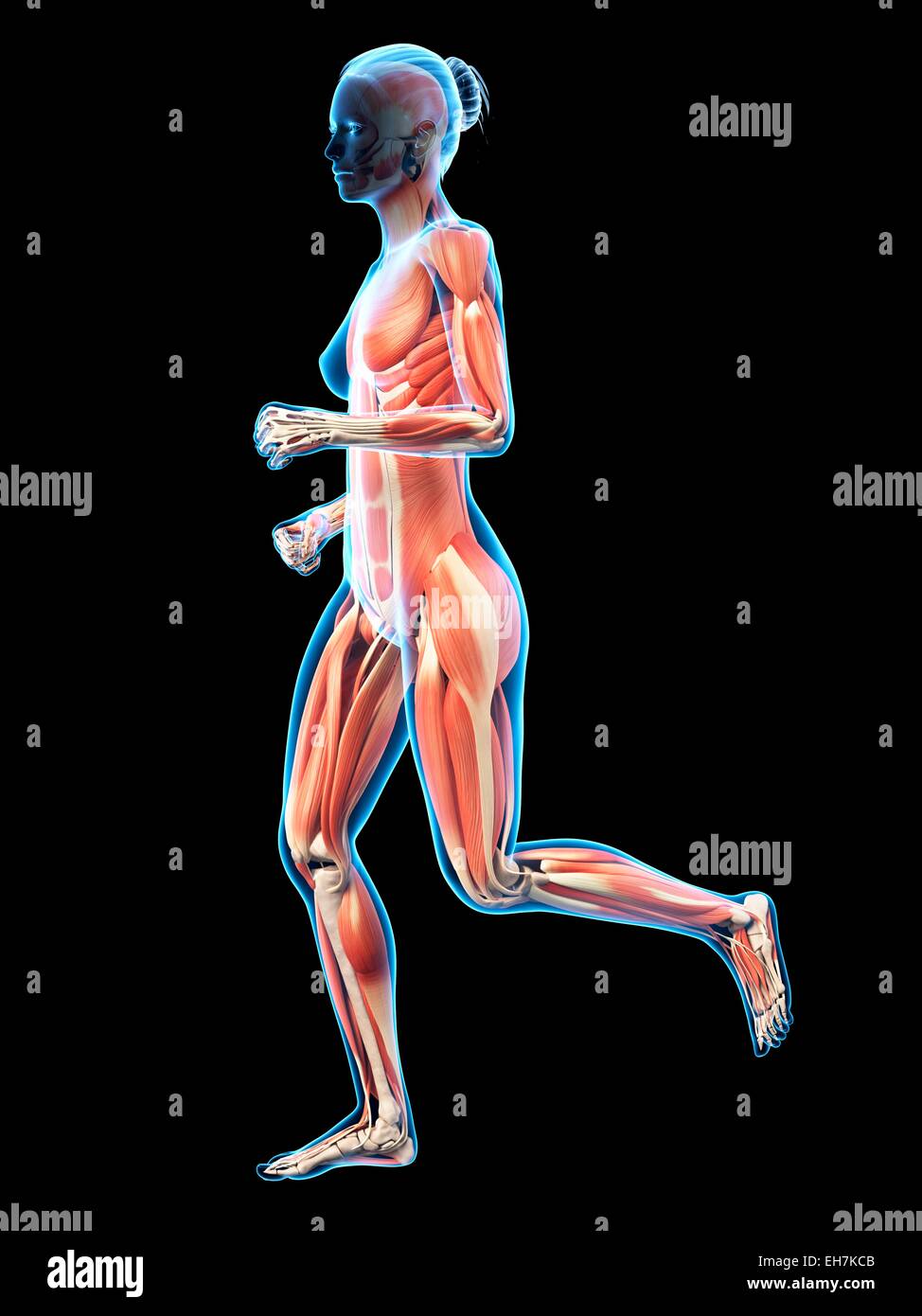 Muscular system of runner, illustration Stock Photo Alamy