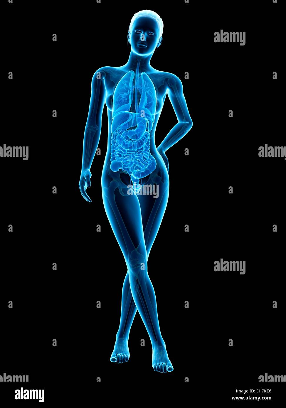 Human anatomy, illustration Stock Photo Biology Diagrams