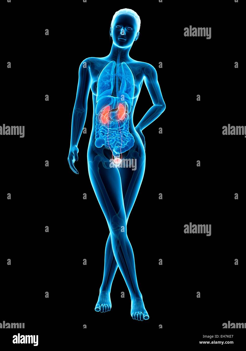 Human urinary system, illustration Stock Photo - Alamy