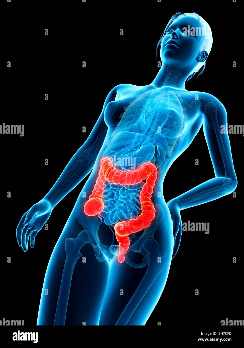 Human intestine, illustration Stock Photo - Alamy