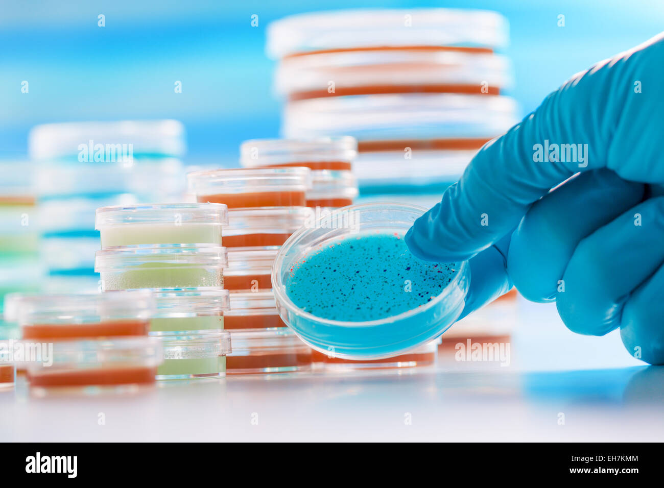 Petri dishes in clinical laboratory Stock Photo Alamy