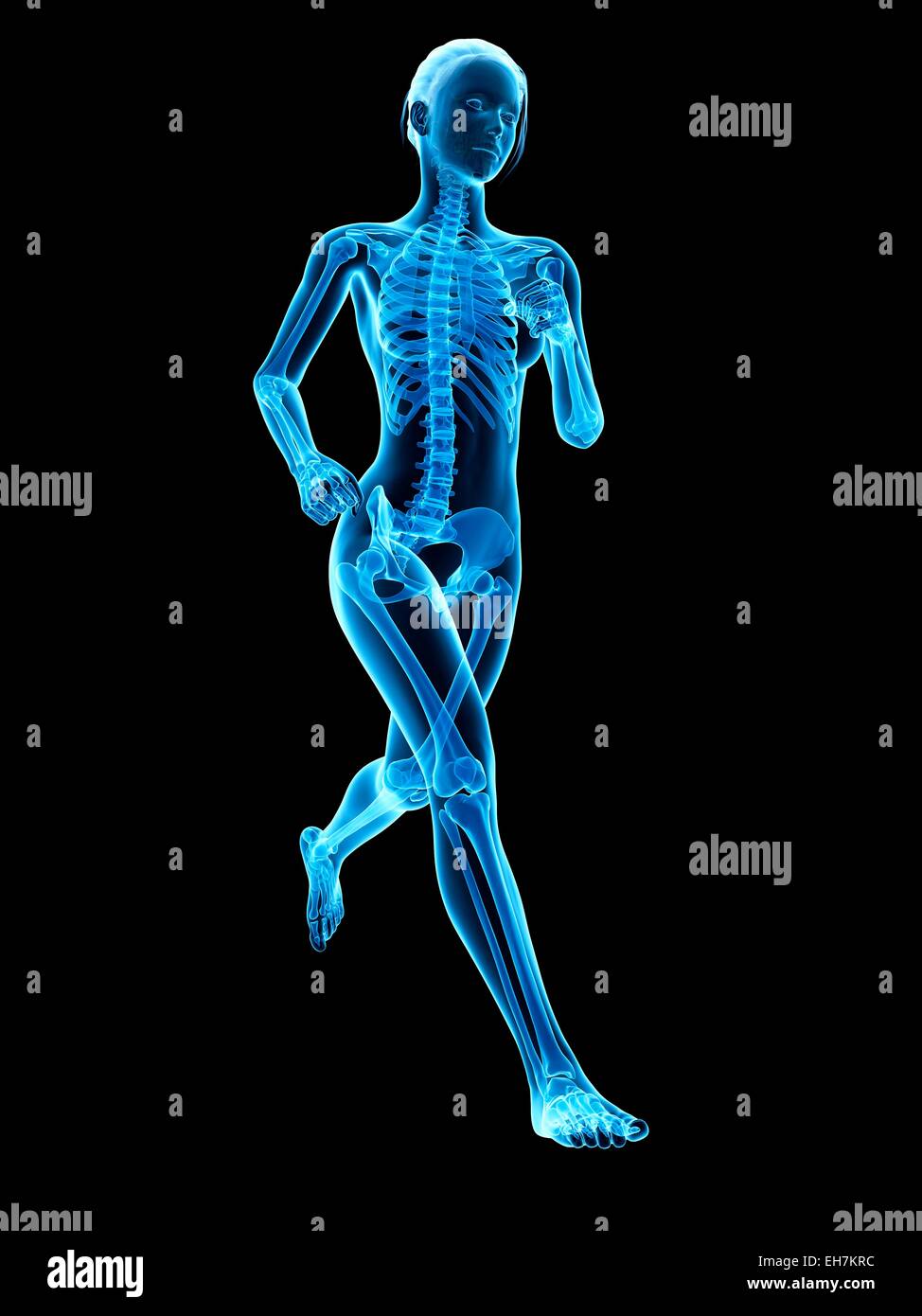 Skeletal system of a runner, illustration Stock Photo - Alamy