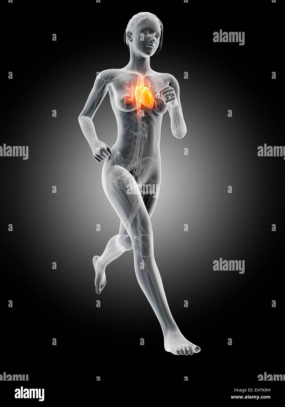 Heart of a runner, illustration Stock Photo Alamy