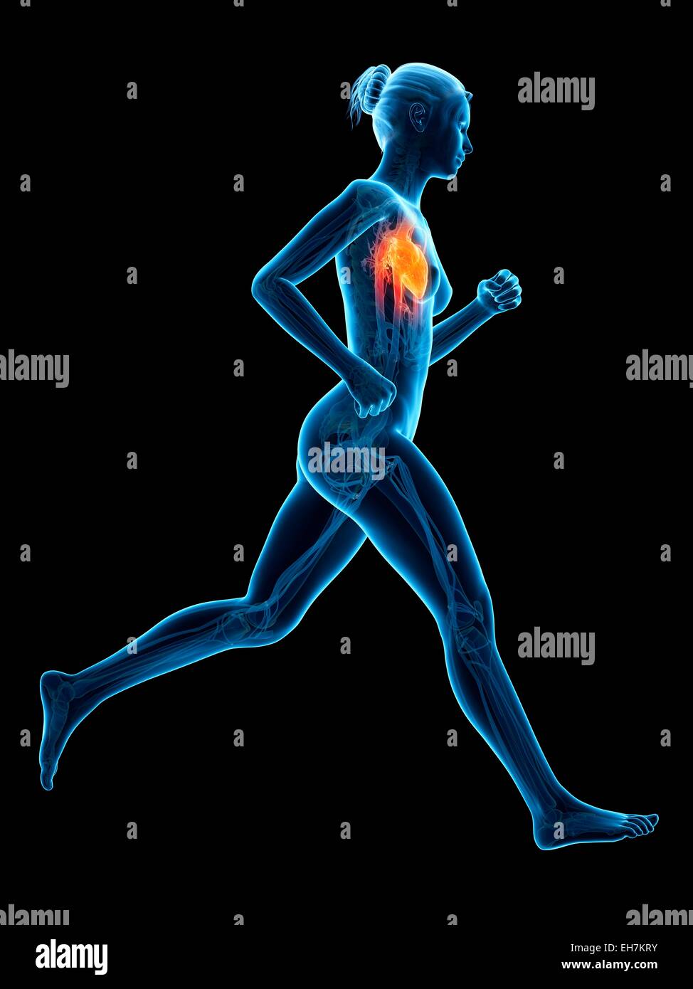 Heart runner illustration hires stock photography and images Alamy