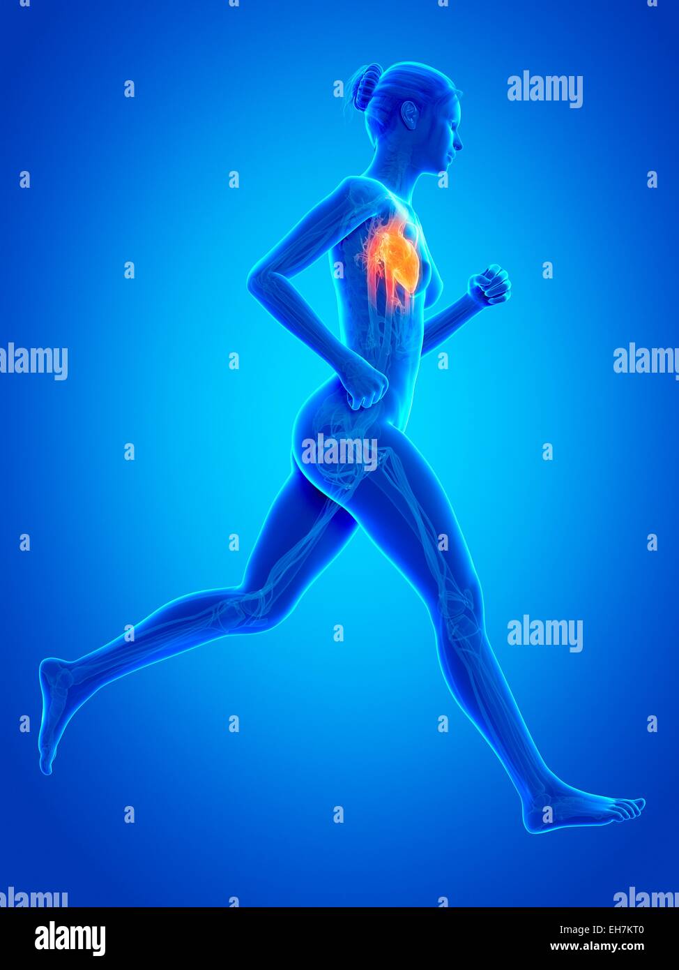 Heart of a runner, illustration Stock Photo Alamy