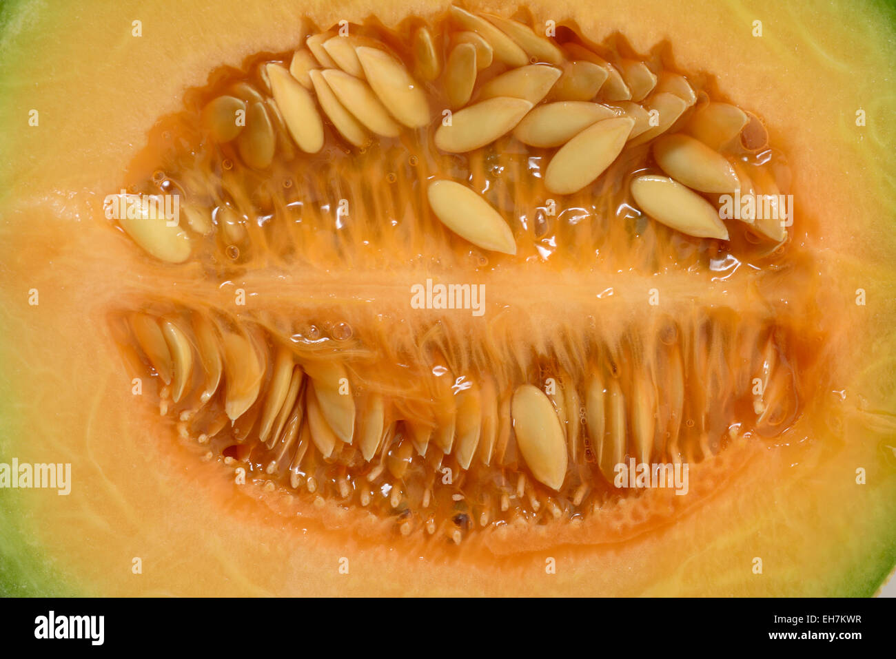 Musk Melon - Macro Stock Photo