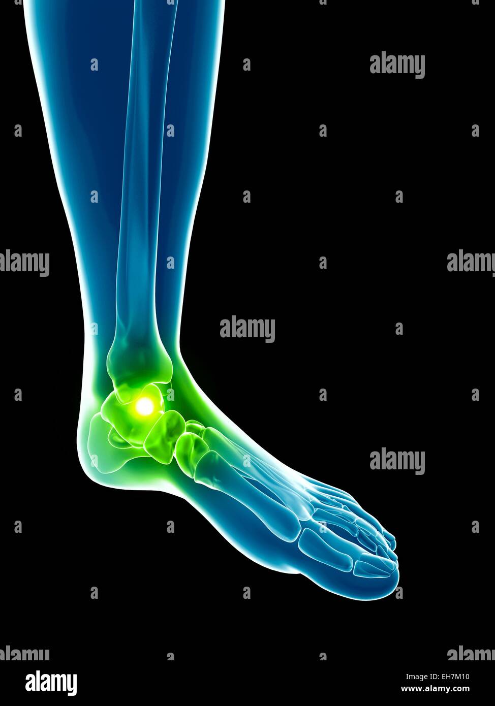 Human foot bones, illustration Stock Photo