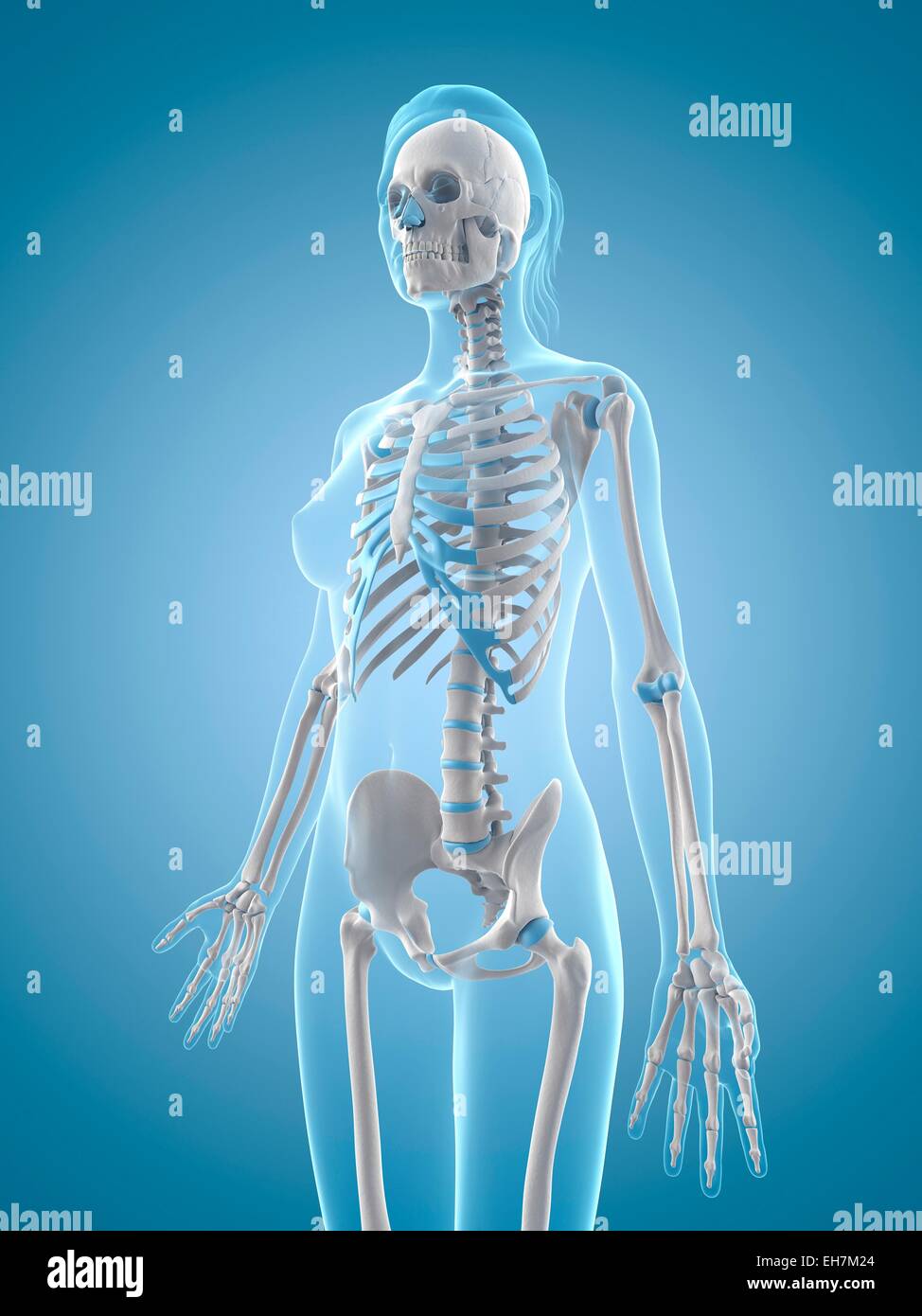 Human skeletal system, illustration Stock Photo - Alamy
