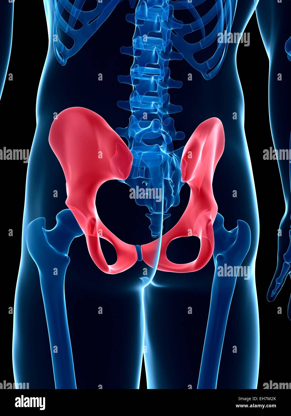 Human Pelvis Illustration Stock Photo Alamy Human Pelvis Illustration EH7M2K