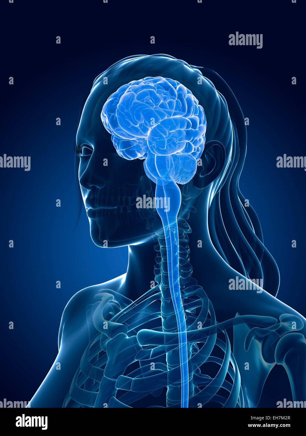 Illustration of the human brain and spinal cord hi-res stock ...