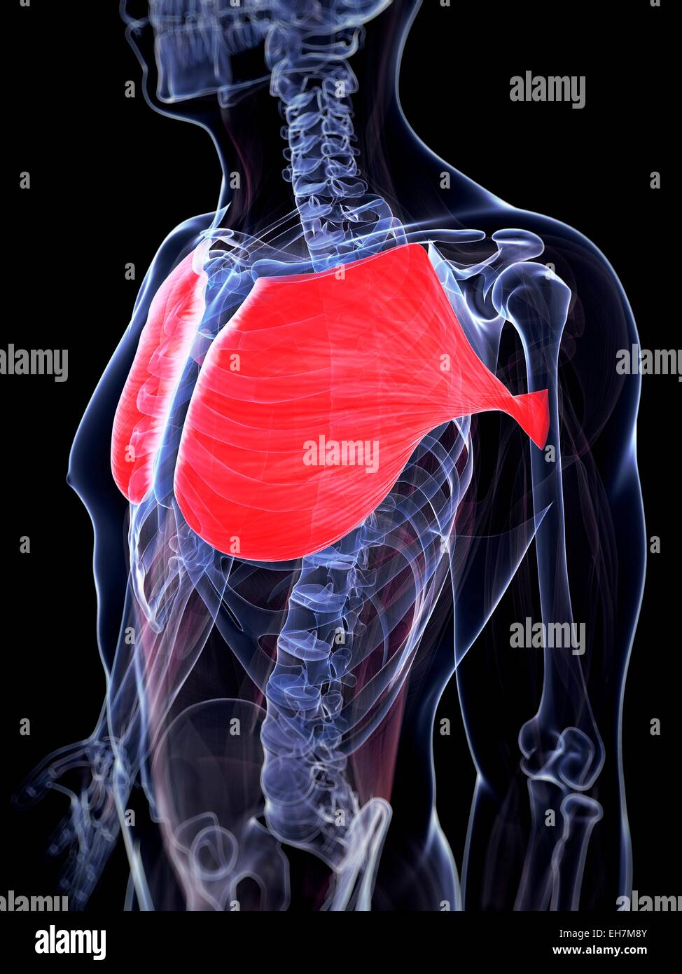 Human chest muscles, illustration Stock Photo Alamy