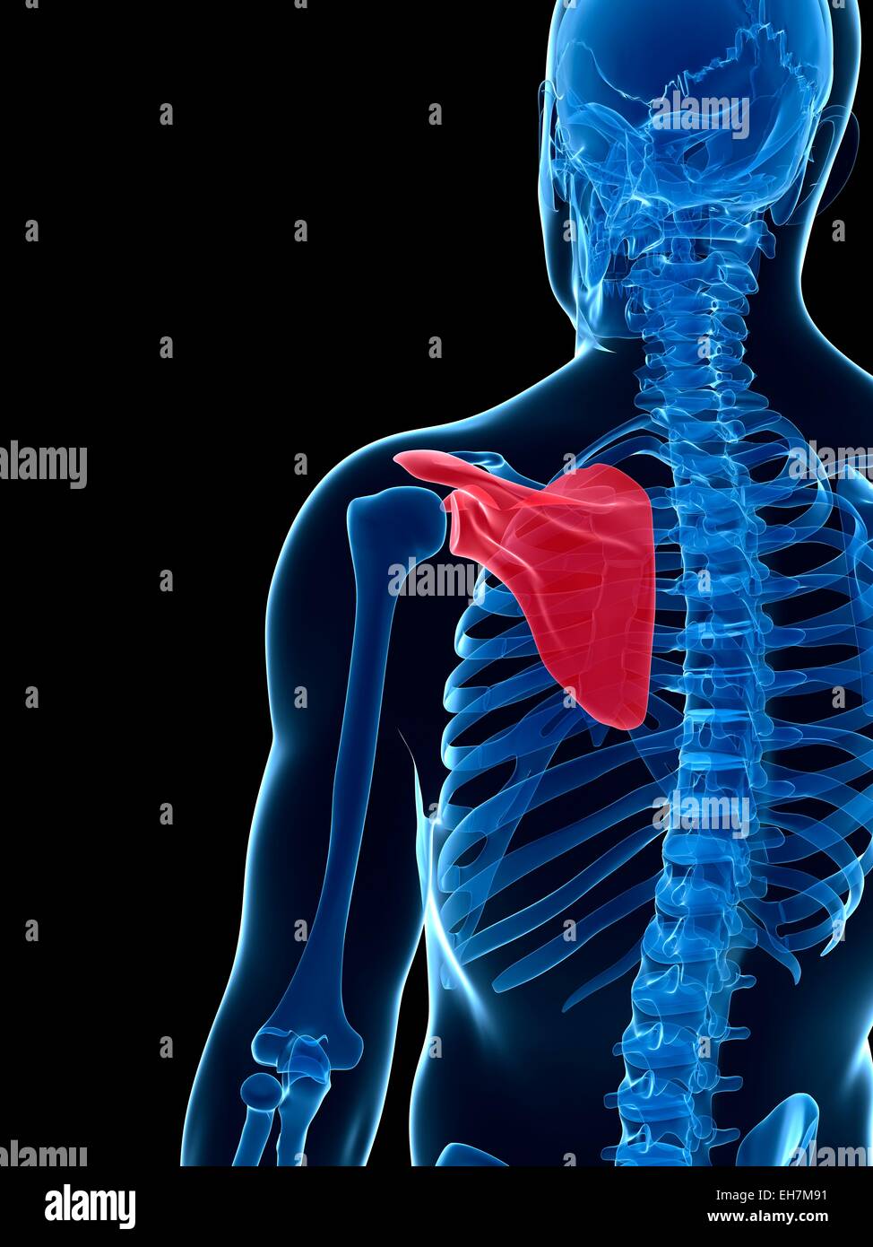 Human shoulder bone, illustration Stock Photo Alamy