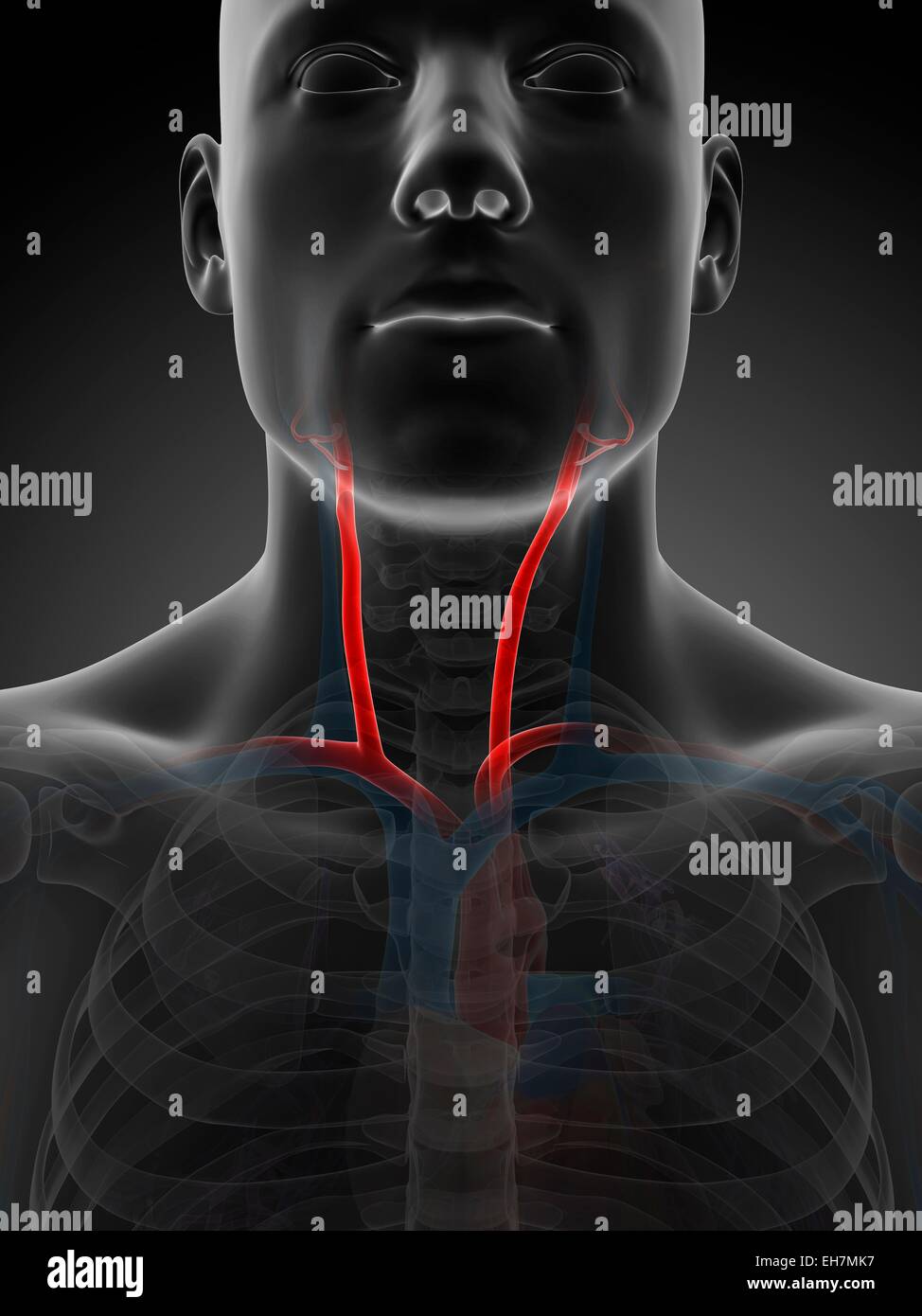 Human carotid artery, illustration Stock Photo Biology Diagrams