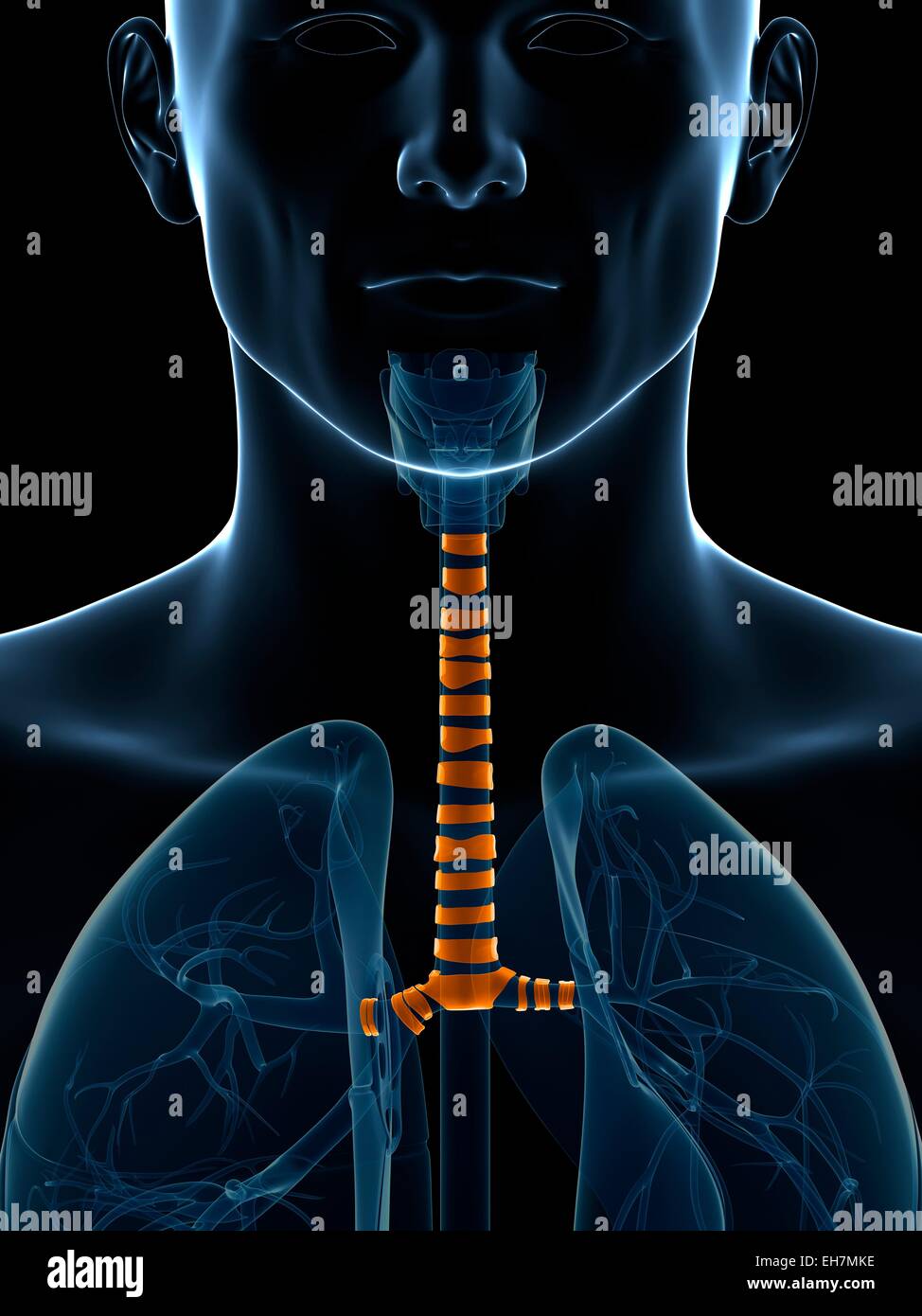 Human wind pipe, illustration Stock Photo