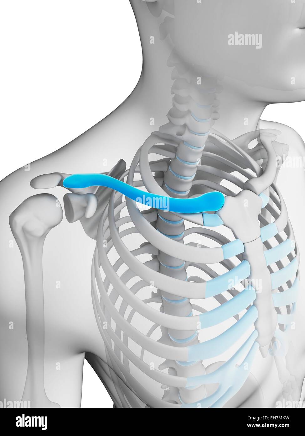 Human collar bone, illustration Stock Photo Alamy