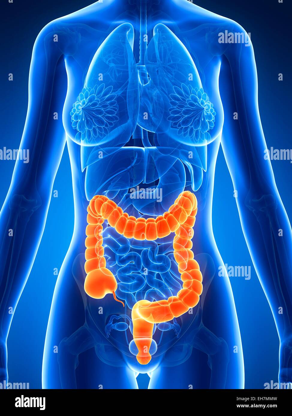 Human intestine, illustration Stock Photo - Alamy