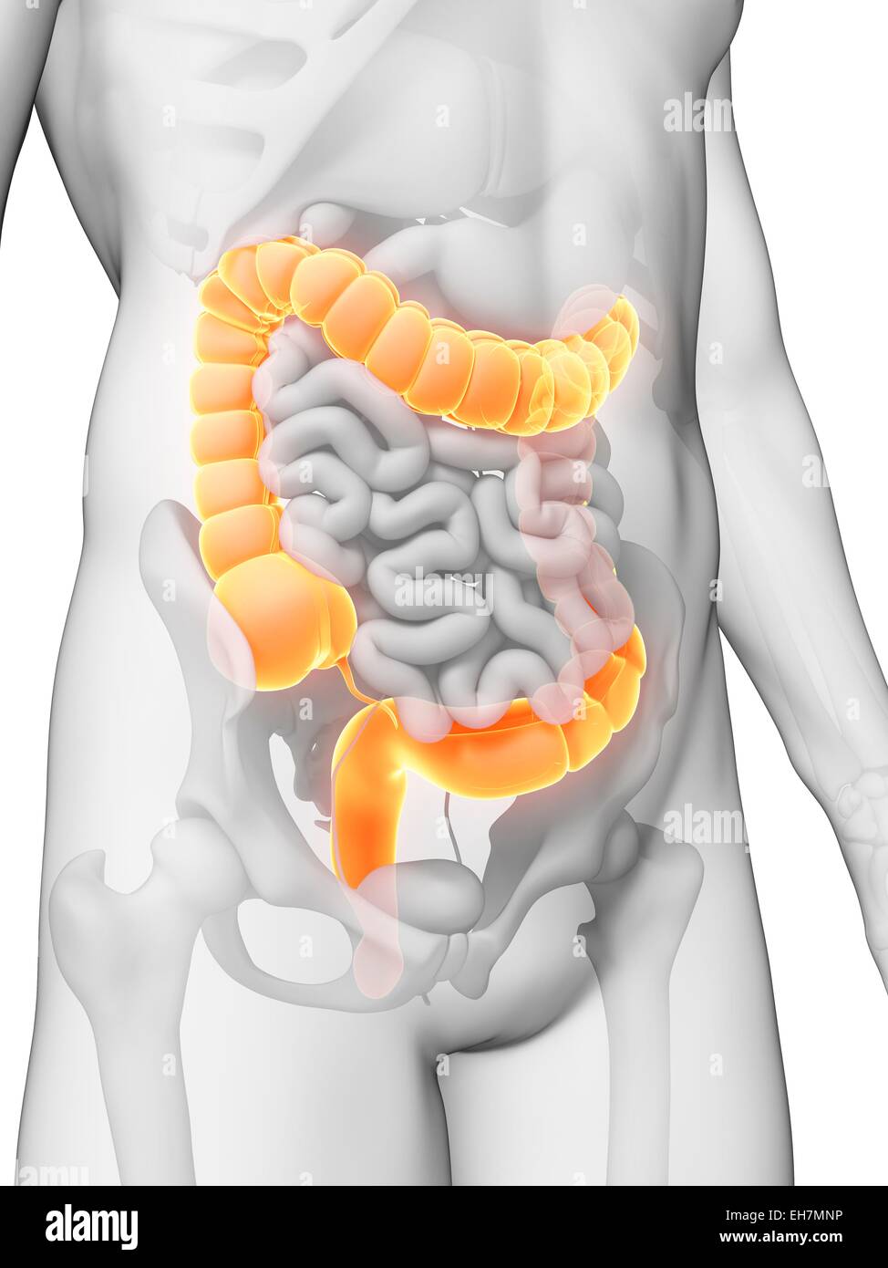 Human intestine, illustration Stock Photo - Alamy