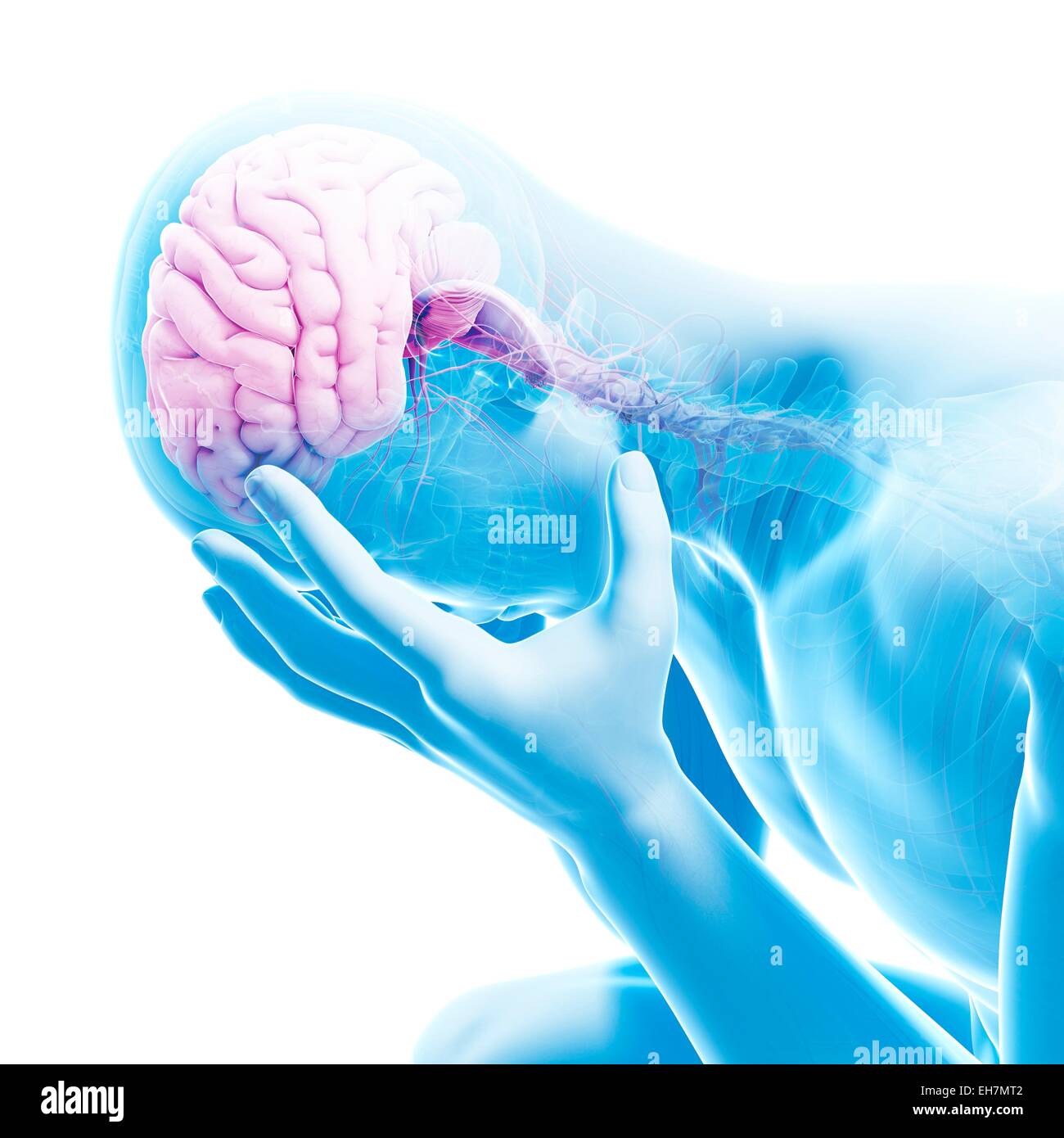 Human brain, illustration Stock Photo