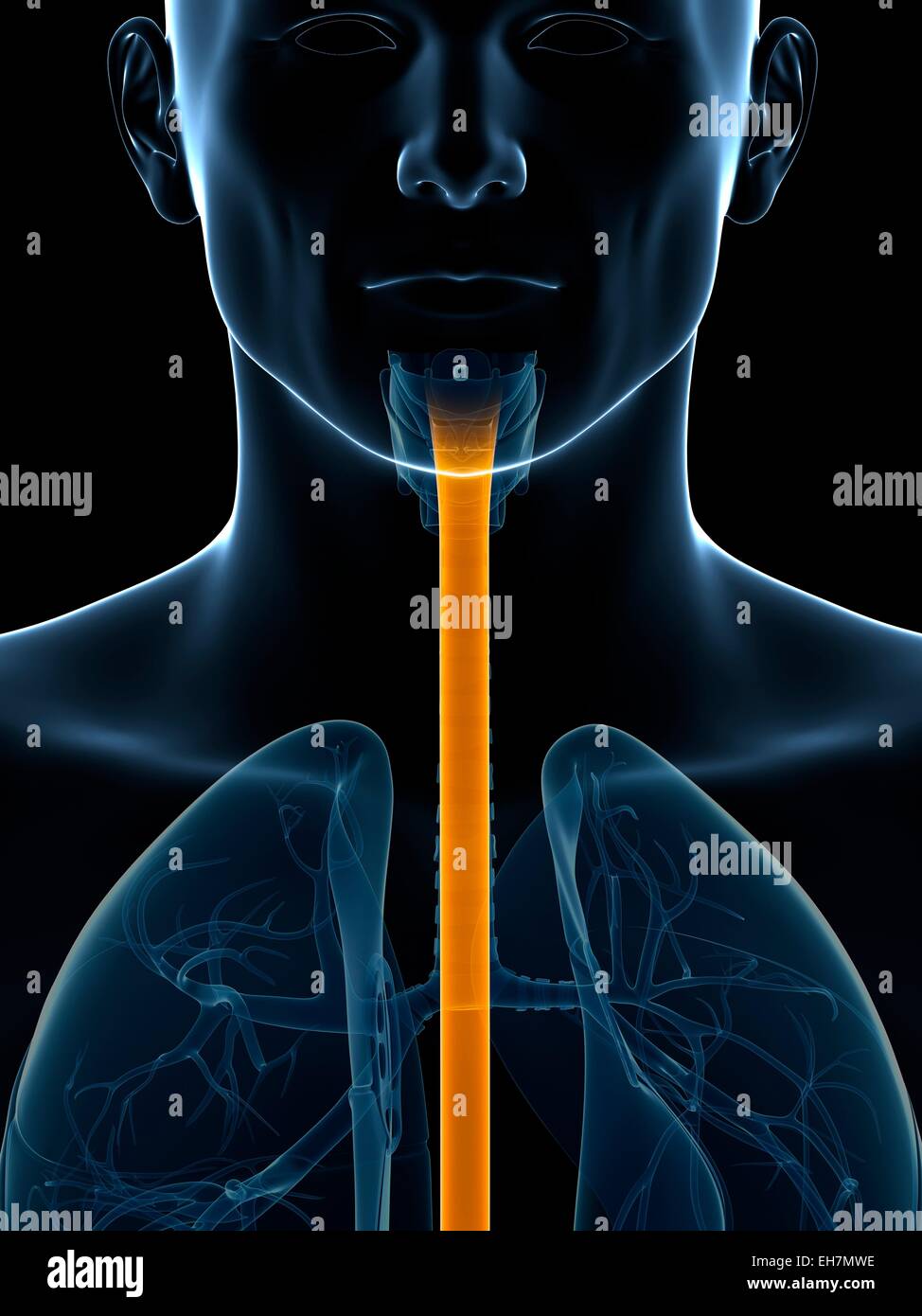 Human wind pipe, illustration Stock Photo Alamy