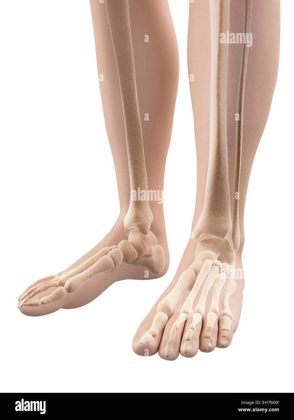 Human foot bones, illustration Stock Photo