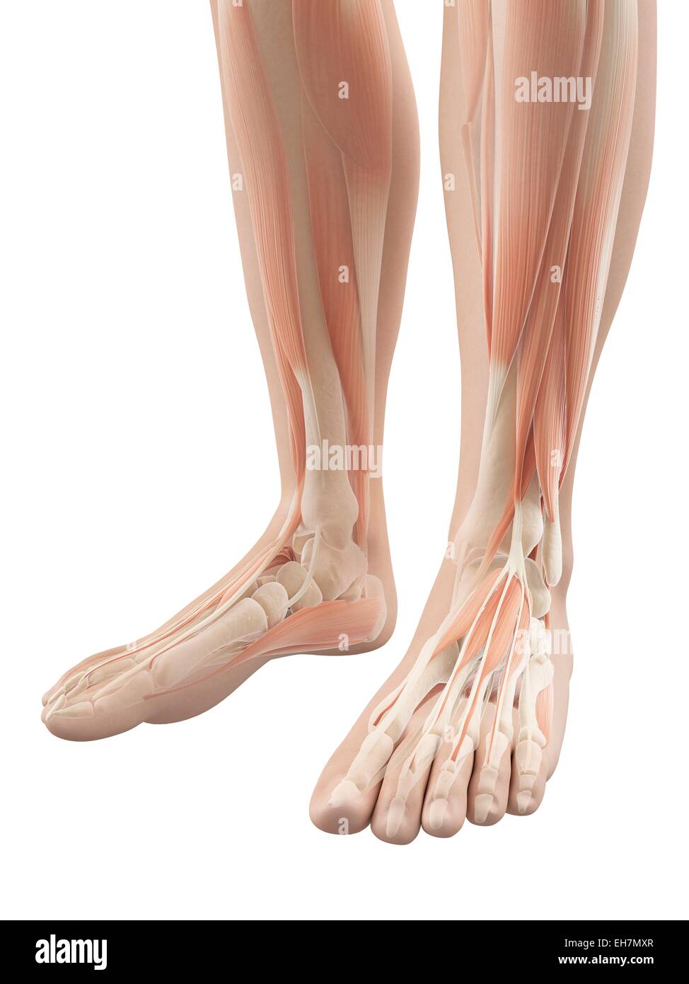 Human foot muscles, illustration Stock Photo