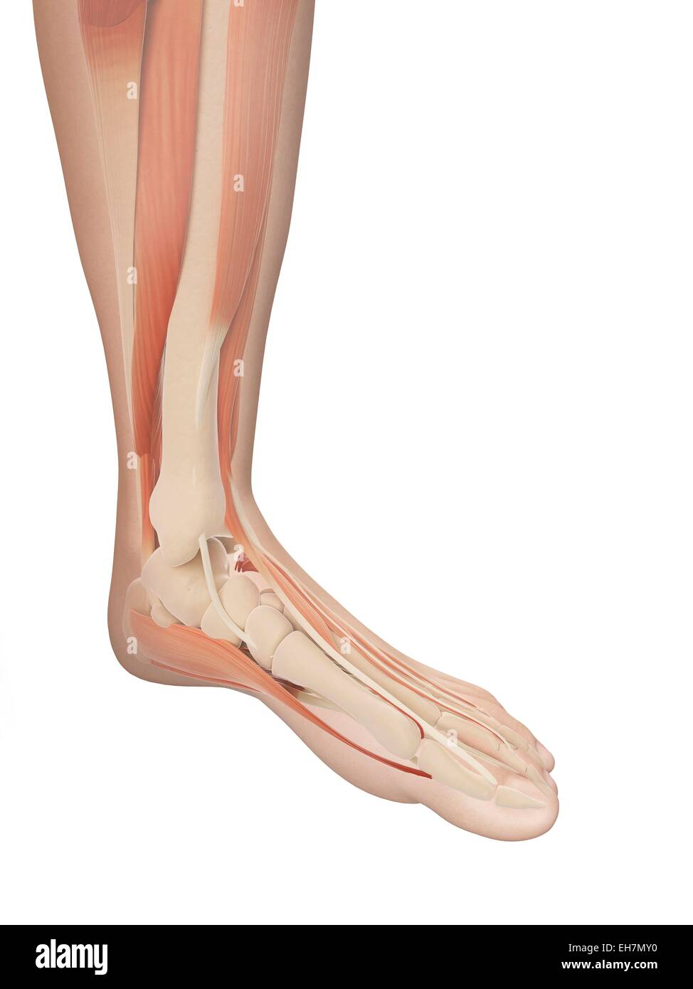 Human foot muscles, illustration Stock Photo