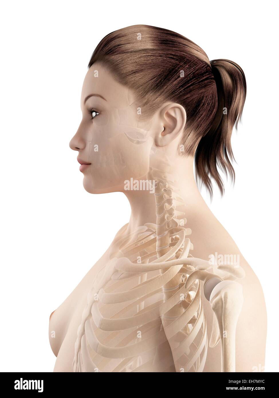 Female neck bones, illustration Stock Photo Alamy