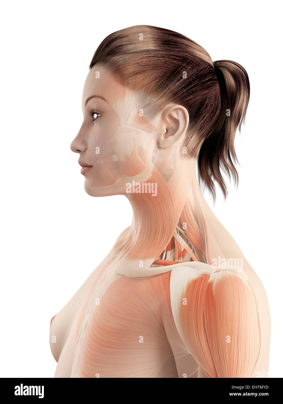 Female muscles human body hires stock photography and images Alamy