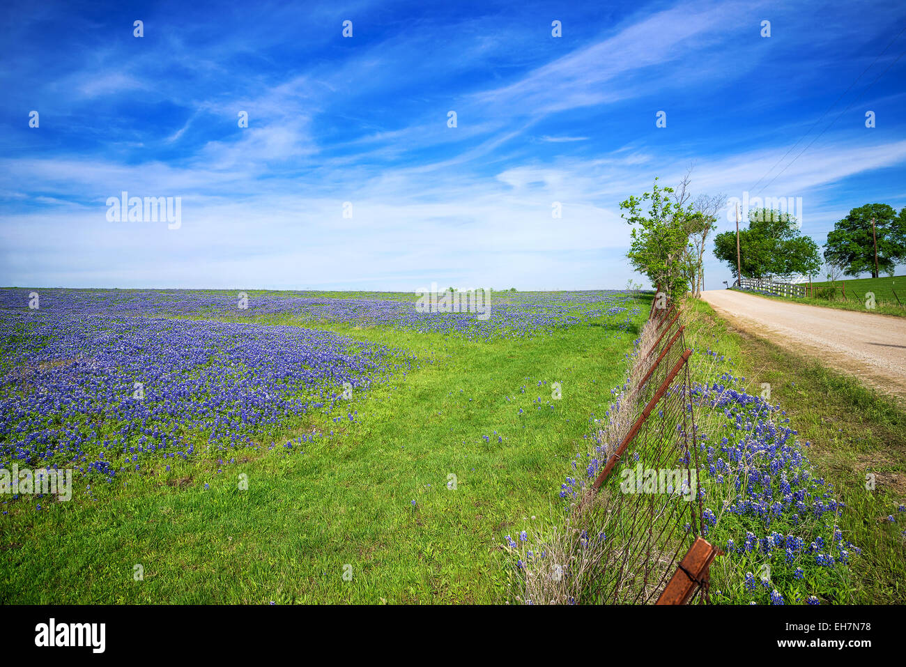 Bluebonnet field and a fence along a country road in Texas spring Stock Photo