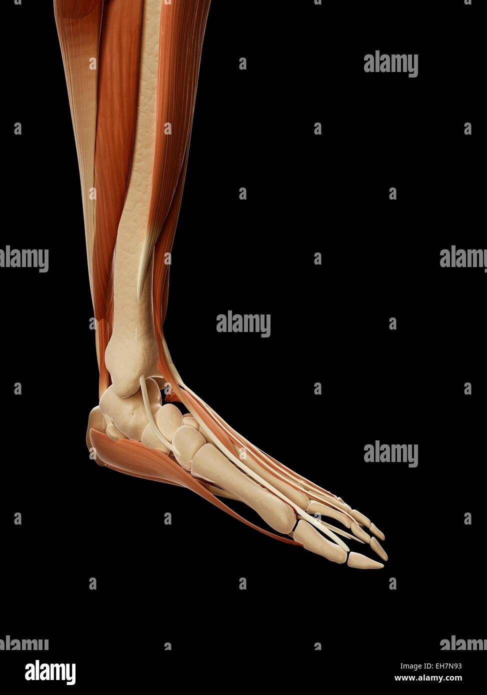 Human leg and foot muscles, illustration Stock Photo