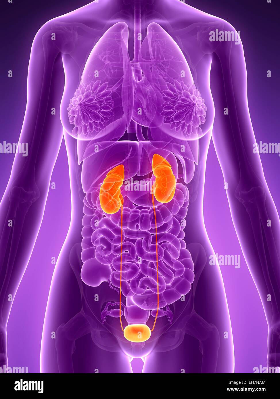 Female urinary system, illustration Stock Photo