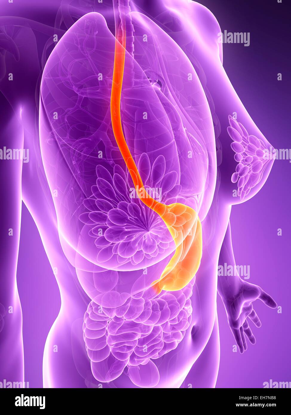 Human food pipe hires stock photography and images Alamy