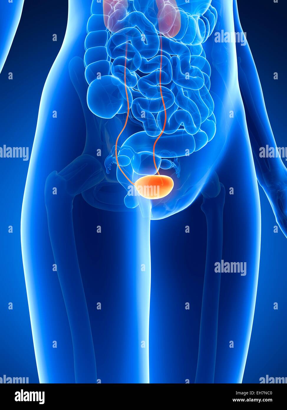 Anatomy of human bladder, illustration Stock Photo Alamy