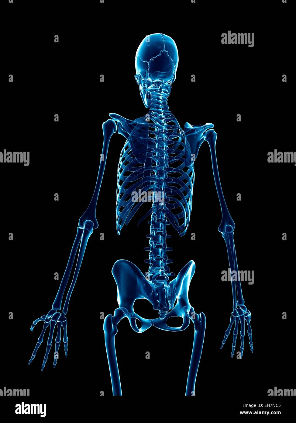 Human skeletal system, illustration Stock Photo - Alamy