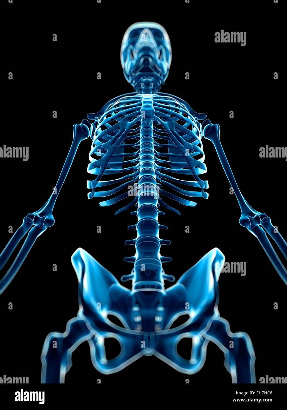 Human skeletal system, illustration Stock Photo - Alamy