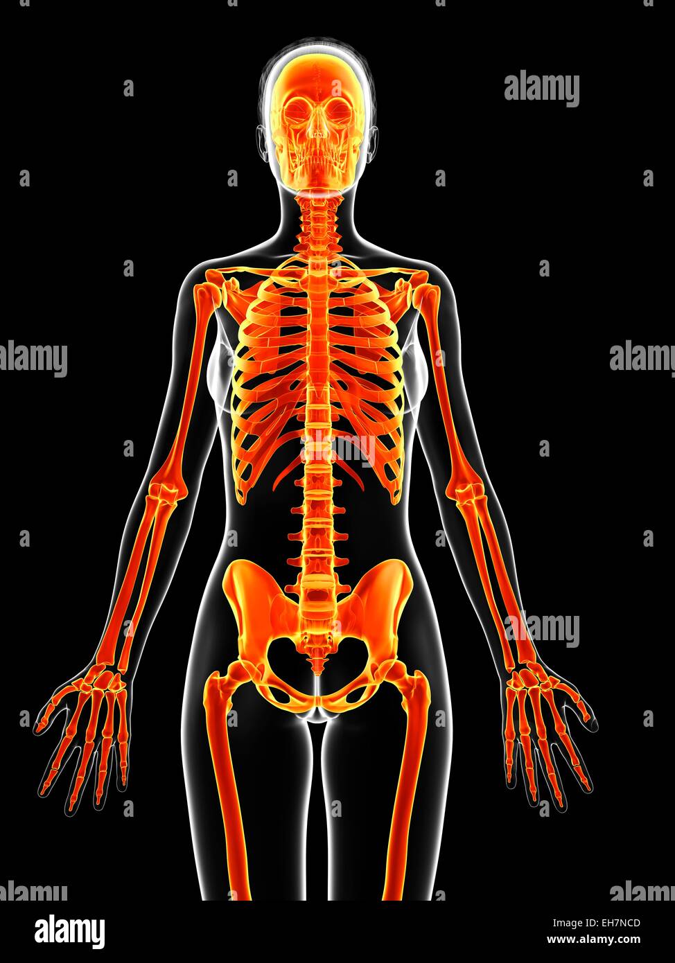Human skeletal system, illustration Stock Photo - Alamy